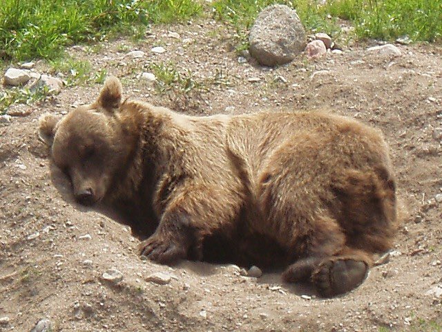 BearPosting's tweet photo. 😴 https://t.co/EoNkPFt75x