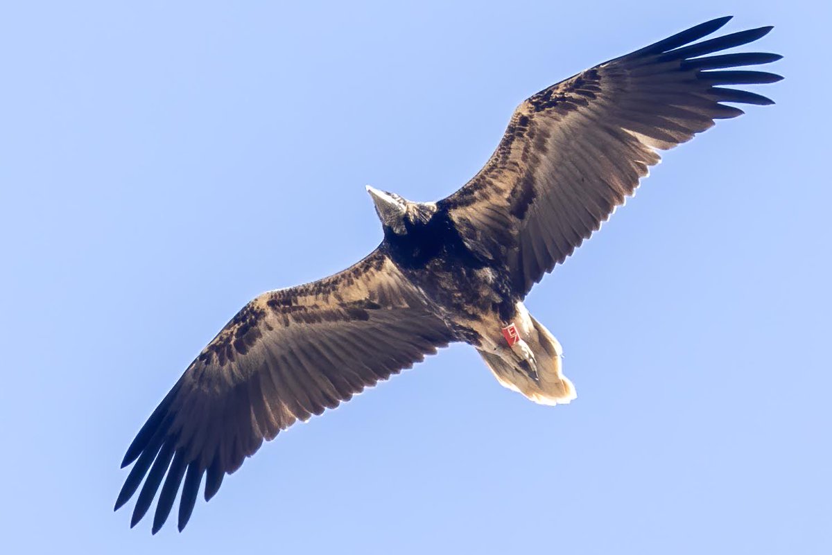 Els joves aufranys anellats estan passant per Gibraltar vers Sahel on seran 2 anys abans no tornin. Esperem sortegin perills: linies, molins, trets, verins. L’anellament és clau, gracies <a href="/agentsruralscat/">Agents Rurals</a> <a href="/ICOcells/">ICOcells</a> Enviar observacions gr.biologiaconservacio@ub.edu  Fot J.Elorriaga