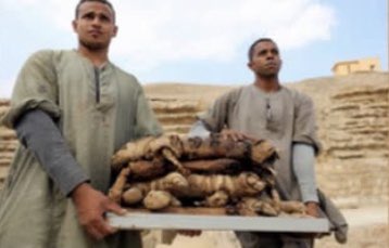 n98zs's tweet photo. ( قطط محنطه ) 

الهوس بالقطط لم يتخذ طابع الحب والمودة على الدوام حيث استخدمت صغار القطط لاغراض السحر  والشعوذة

النهاية . https://t.co/aFavEXfMAI