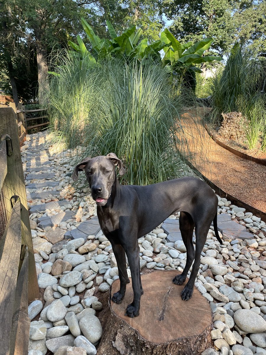 TullamoreBlu's tweet photo. I’m king of the hill! https://t.co/GGgxJ8N197