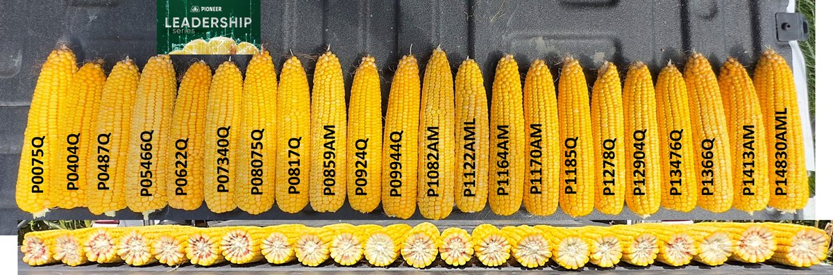 wardynmi's tweet image. An extensive and genetically diverse lineup, in what many sales reps say is the best hybrid lineup of their career.   A look at the 100-114 day yellows in Neb.  @PioneerSeeds
