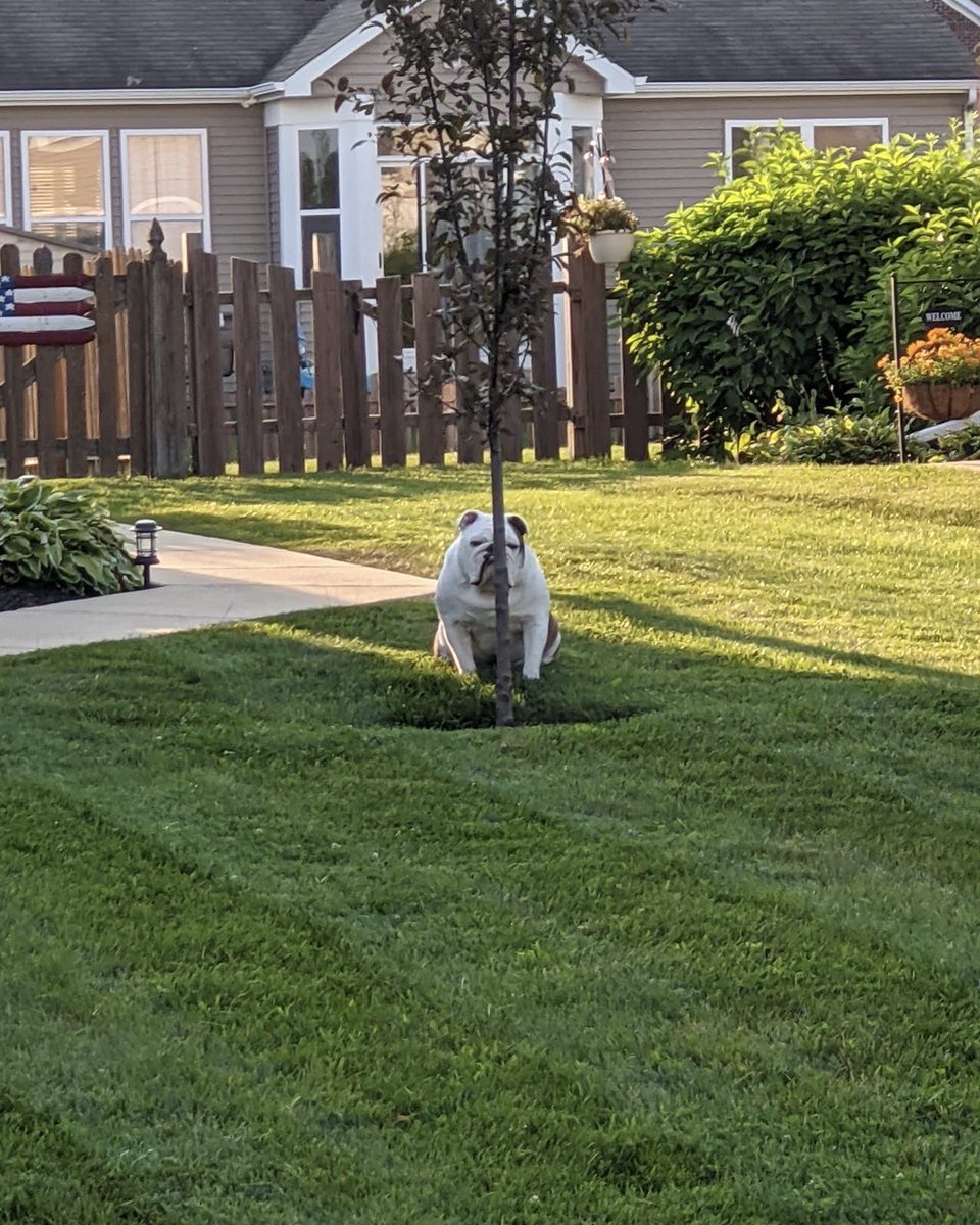 This is Buehrle. He is a master of disguise. No one finds him unless he wants to be found. 13/10