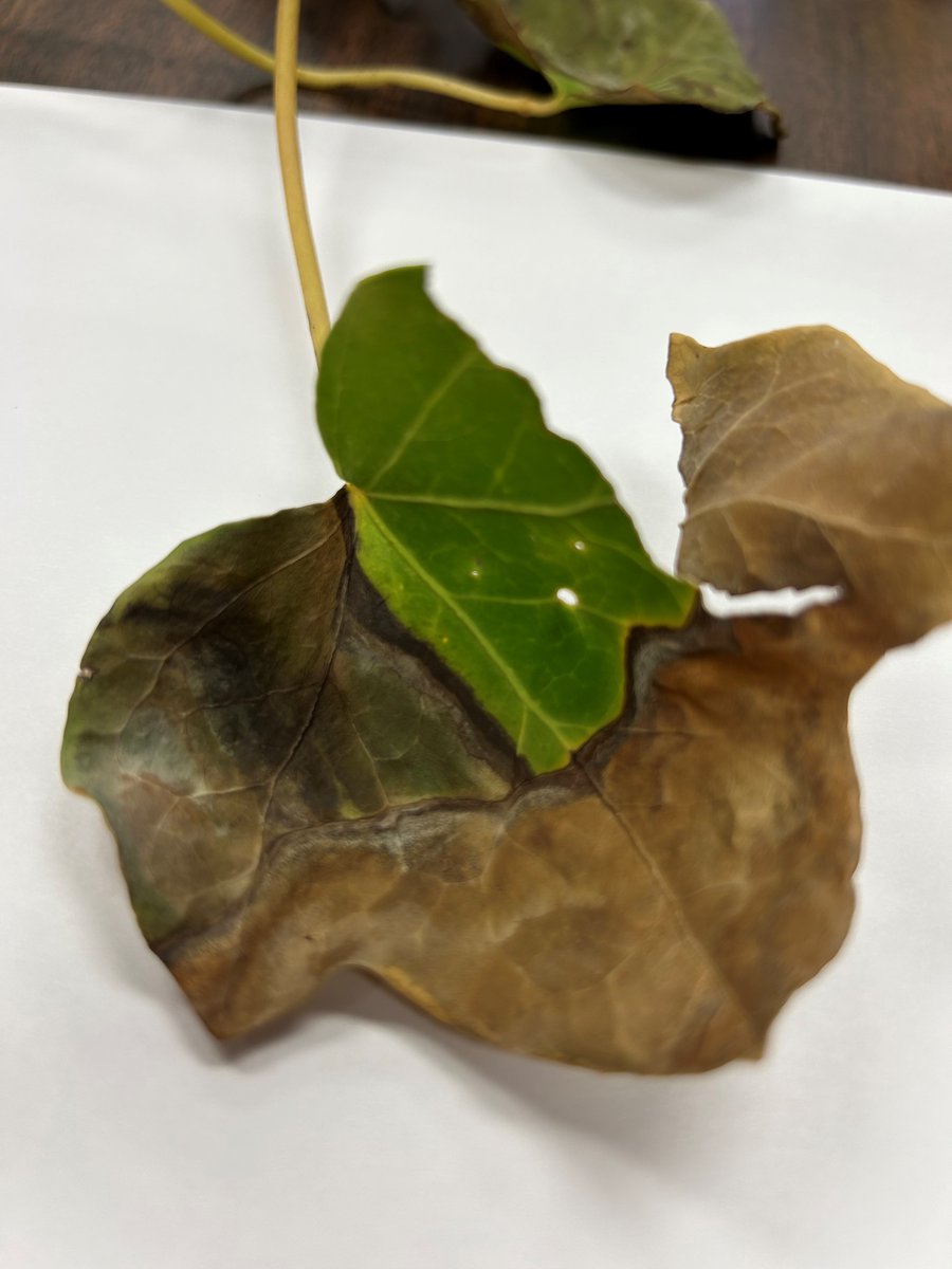 txplantclinic's tweet image. #WhatWednesday (8/23/23). What ails this English Ivy?  What do we need to be able to figure out why this plant is sick? Follow this case on our Instagram page tx.ag/IgTPDDL   -KO @txplantdr #extPLPM #extensionlife @txextension  #planthealth #sickplants #nature