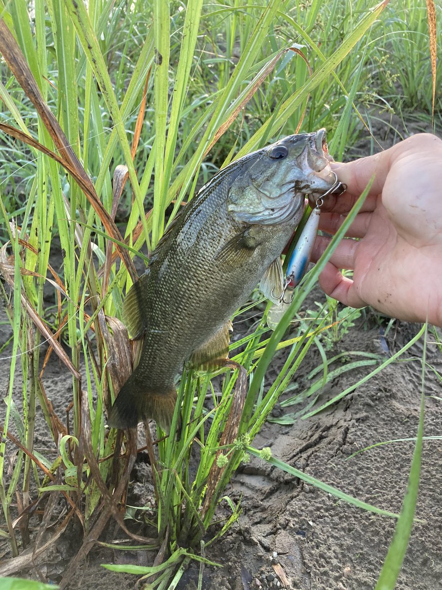 MaAO1QIh2leCeva's tweet photo. 恐る恐る朝練🎣
やっとダイソーミノーで釣れた😭
朝イチ2投目でした👀
その後シャッドでも釣れて巻物が反応良い😊
最後はワムワム🐟
#入間川 #バス釣り #34cm https://t.co/Ia7Y1ZedWD