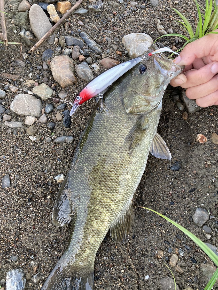 MaAO1QIh2leCeva's tweet photo. 恐る恐る朝練🎣
やっとダイソーミノーで釣れた😭
朝イチ2投目でした👀
その後シャッドでも釣れて巻物が反応良い😊
最後はワムワム🐟
#入間川 #バス釣り #34cm https://t.co/Ia7Y1ZedWD