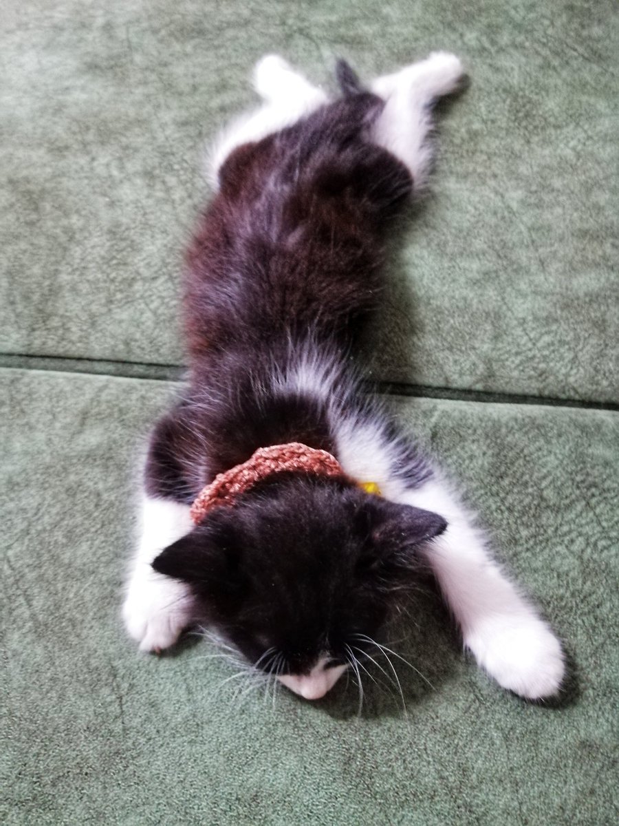 Evimizin neşesi. Minnak simo...