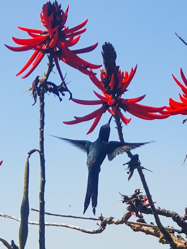 GN folks!
Yesterday I was surprised by this beautiful visit!
This tree is called mulungu.
#hummingbird #NaturePhotography #beijaflor #mulungu
