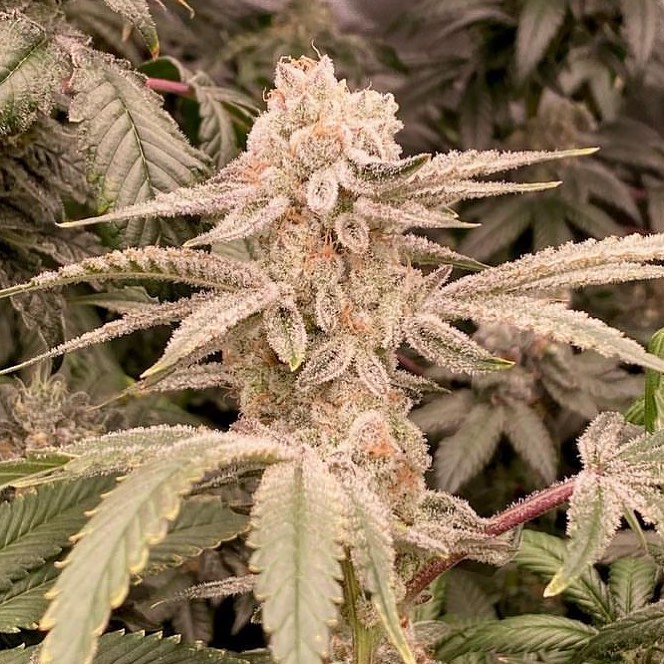 Lemosa 🔥🔥
#CannabisCommunity