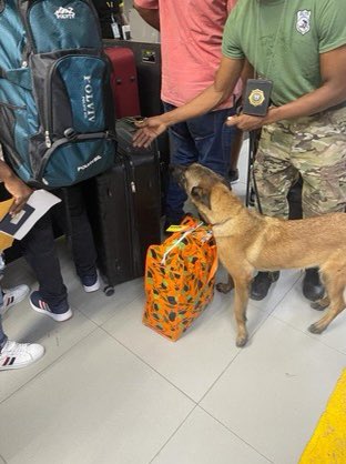 MARADIOFM's tweet photo. L’ambassade de France en Haïti a remis ce mercredi deux chiens spécialisés dans la recherche de produits stupéfiants et d’explosifs à l’aéroport International Toussaint Louverture .Ces animaux ont été confiés à la brigade BLTS de la @pnh_officiel souligne @ambafranceht #RFMINFO https://t.co/Vgb1JtdJh1