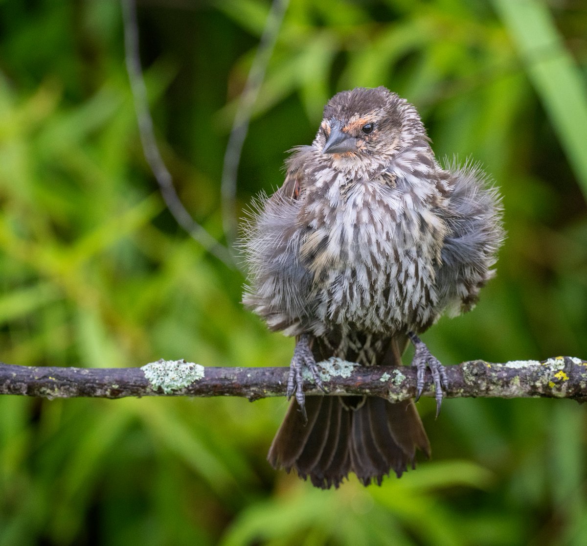 A female Red-winged Blackbird on fluff dry after the rain.