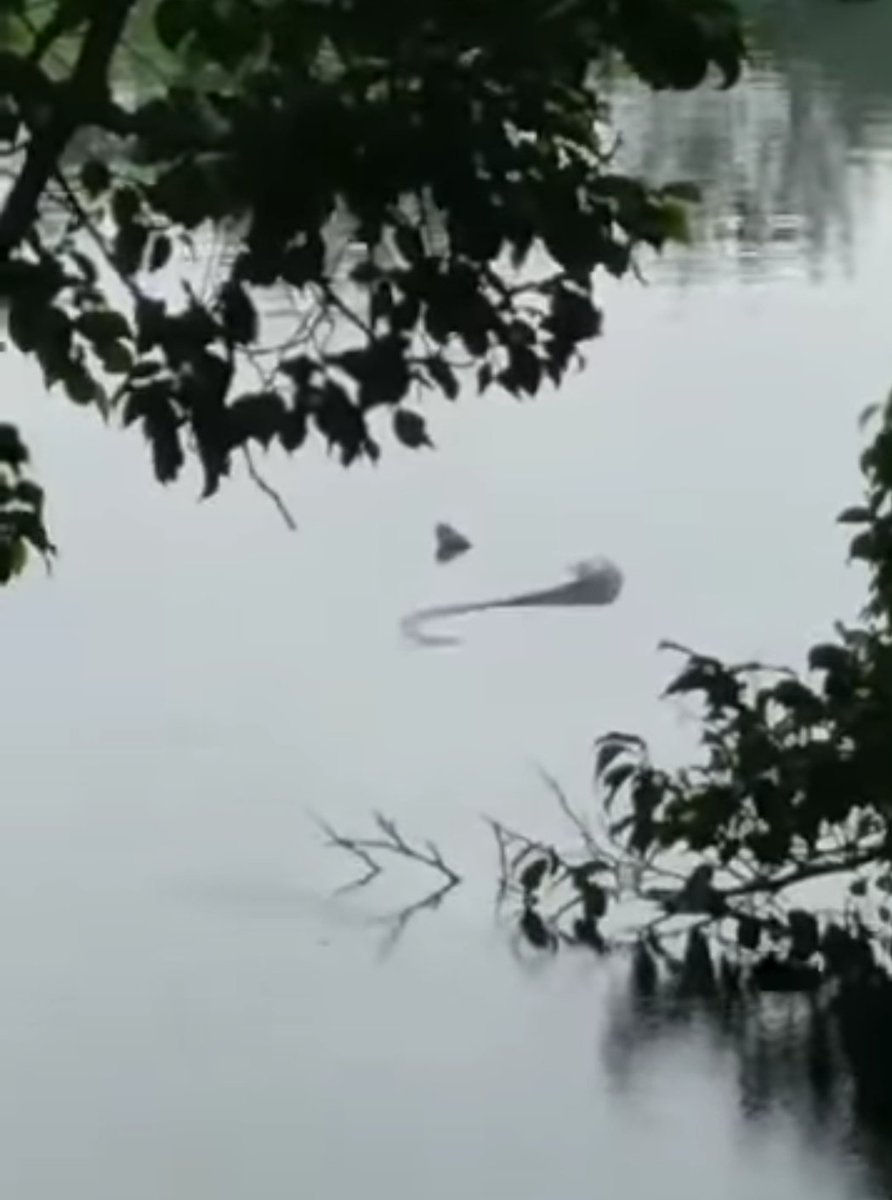 UrbisVeracruz's tweet photo. #alertamexico localizan a mazacuata nadando en la Laguna de Lagartos de la ciudad de #Veracruz la gente pide que se la lleven
#UrbisVeracruz https://t.co/Yssvf1j2U0