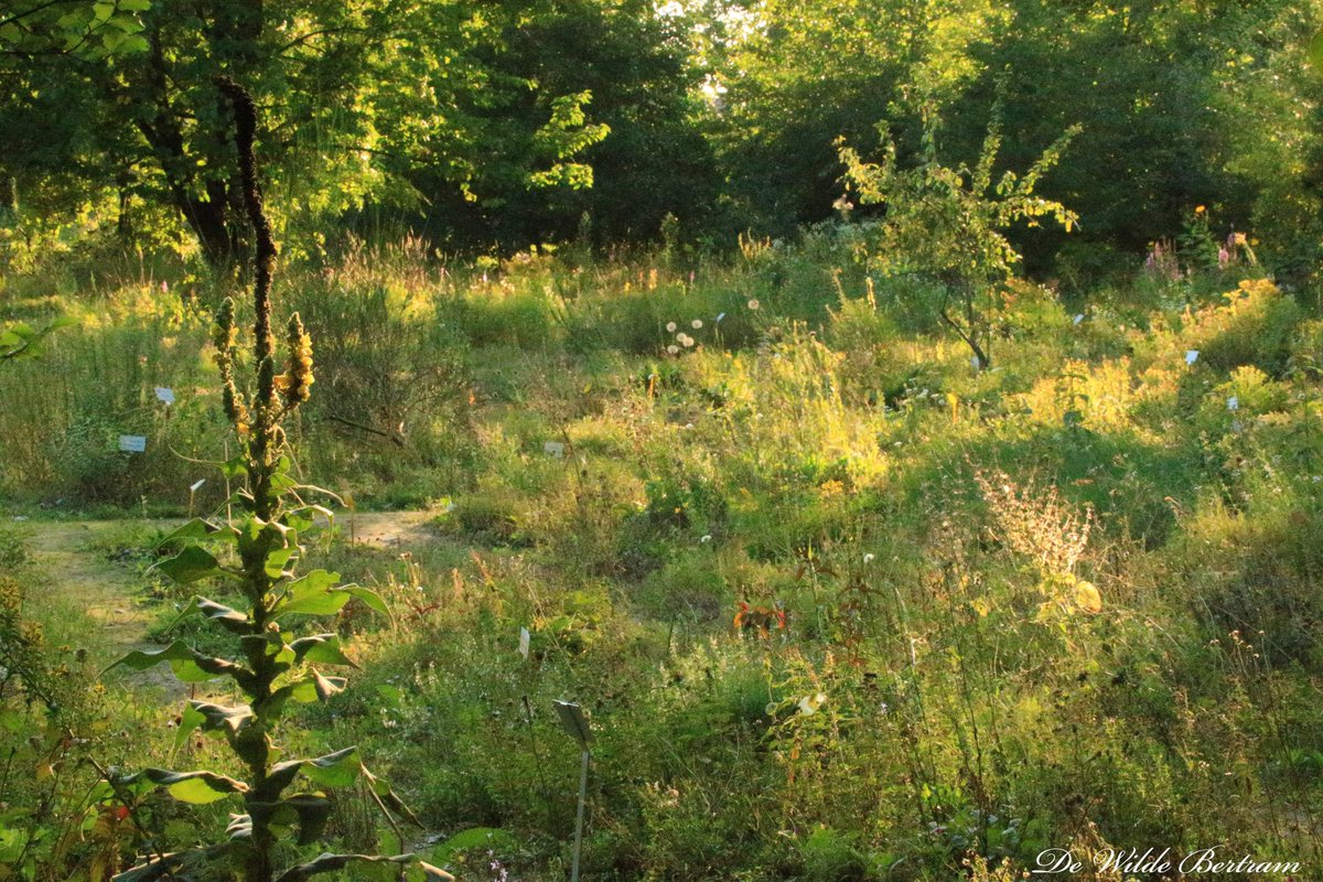 DeBiezen_76's tweet photo. Een paar plaatjes van vandaag. 💚🌿#WildeBertram https://t.co/paOb3XJwoI
