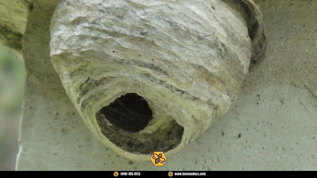 BeeManBuzz's tweet photo. Have you ever encountered a fascinating sight like this hidden wasp's nest in cement?
Did you know that wasps are masters of architectural engineering?
Talk about buzzing creativity! 🐝
📞 (949) 455-0123
🌐 https://t.co/HVJDaYv0Qz
#WaspNest #TheBeeMan #BeeManBuzz #BeeRemoval https://t.co/PsTuhs6DCS