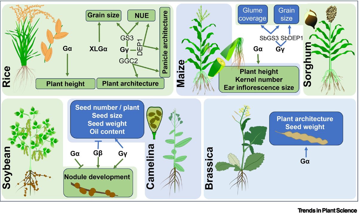 Boominathan M (@boominathanm) on Twitter photo 🌱Exciting new review in <a href="/TrendsPlantSci/">TrendsPlantSci</a> from <a href="/SonapandeyLab/">SonaPandey Lab</a> <a href="/DanforthCenter/">Danforth Center</a>. Arabidopsis G-protein research has been great, but now there are more reasons to "Moving beyond the arabidopsis-centric view of G-protein signaling in plants" tinyurl.com/j2u7zndr 🌱Exciting new review in <a href="/TrendsPlantSci/">TrendsPlantSci</a> from <a href="/SonapandeyLab/">SonaPandey Lab</a> <a href="/DanforthCenter/">Danforth Center</a>. Arabidopsis G-protein research has been great, but now there are more reasons to "Moving beyond the arabidopsis-centric view of G-protein signaling in plants" tinyurl.com/j2u7zndr