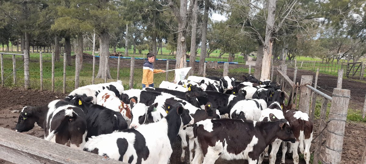 PlanAgro's tweet photo. ✅Prácticas en las mangas con 43 participantes
🗣️@GermanAPVet
🖼️Galería de imágenes➡️https://t.co/iOOba9cogU

#SalesianosDonBosco #CASSPE Ing. Perrachon  #BienestarAnimal #BuenasPrácticasGanaderas #Ganadería #Campo #PlanAgro https://t.co/omijrapBpa