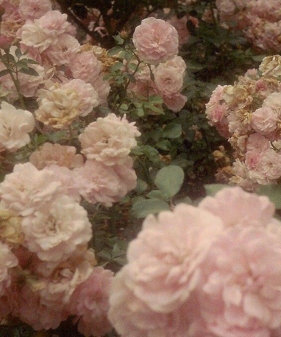 ☆ﾟ⁠.⁠*⁠･⁠｡ﾟ| INACTIVOS tweet media