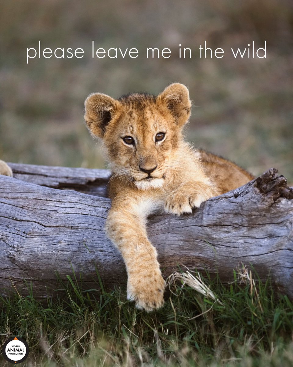 MoveTheWorldUS's tweet photo. They are not for your entertainment. https://t.co/D7PeGL4Wa2