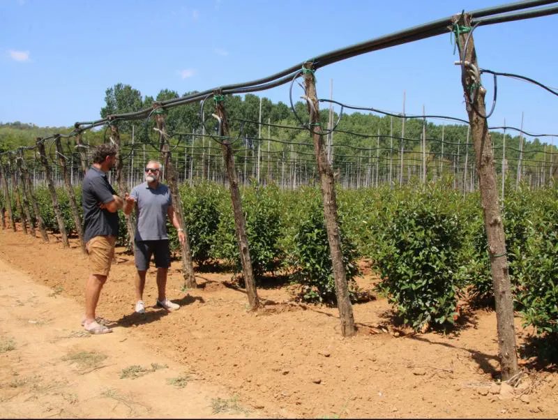 Els viveristes de Girona reclamen ajuts per reduir un 40% el consum d'aigua elpuntavui.cat/societat/artic…