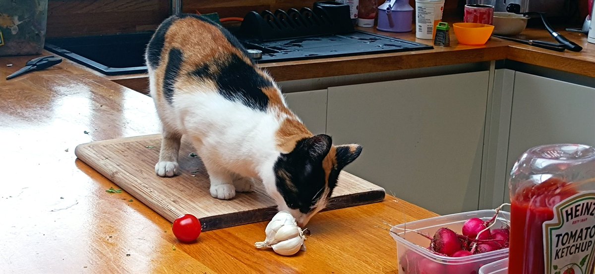 Sonja Woodcock tweet media