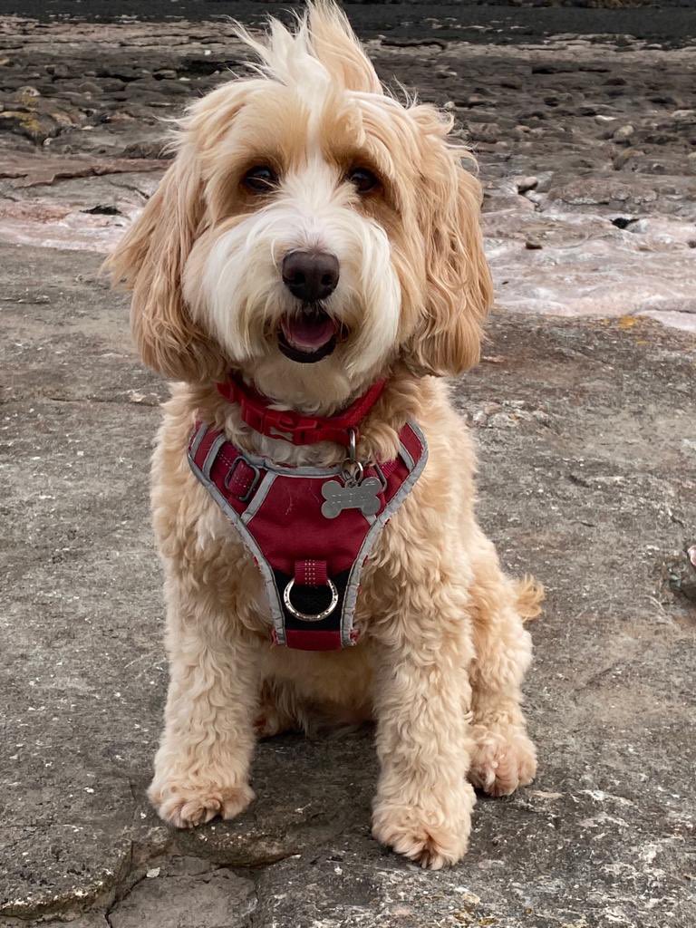 Out again pals - what a day! Looking for fossils on the Jurassic coast but only found seaweed! Have a great evening all!