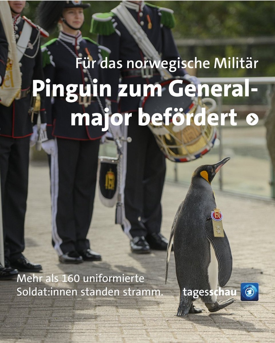 Wir suchen neue KollegInnen @pinguin_squad 😊