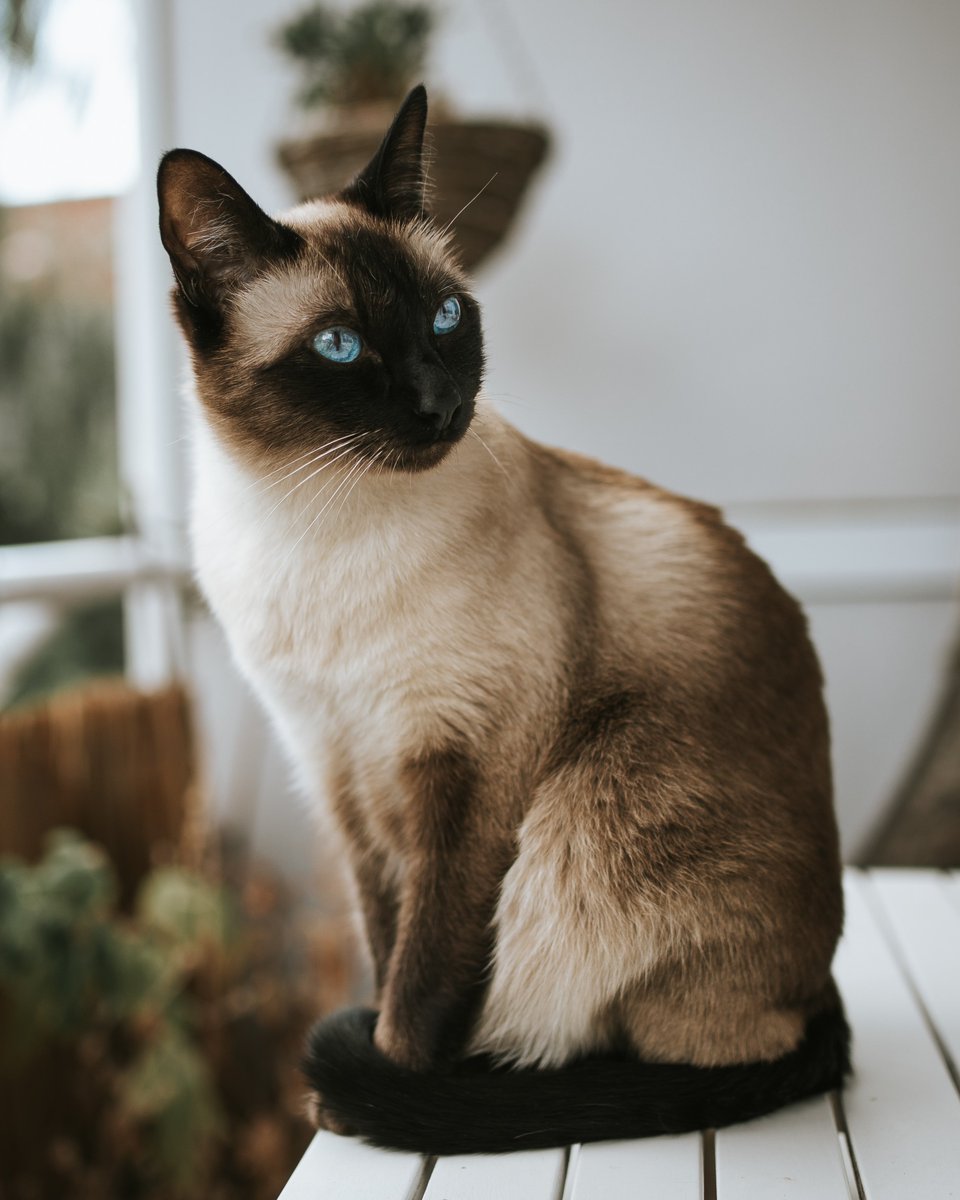 catsin4k's tweet photo. https://t.co/nr3gzWnn1o