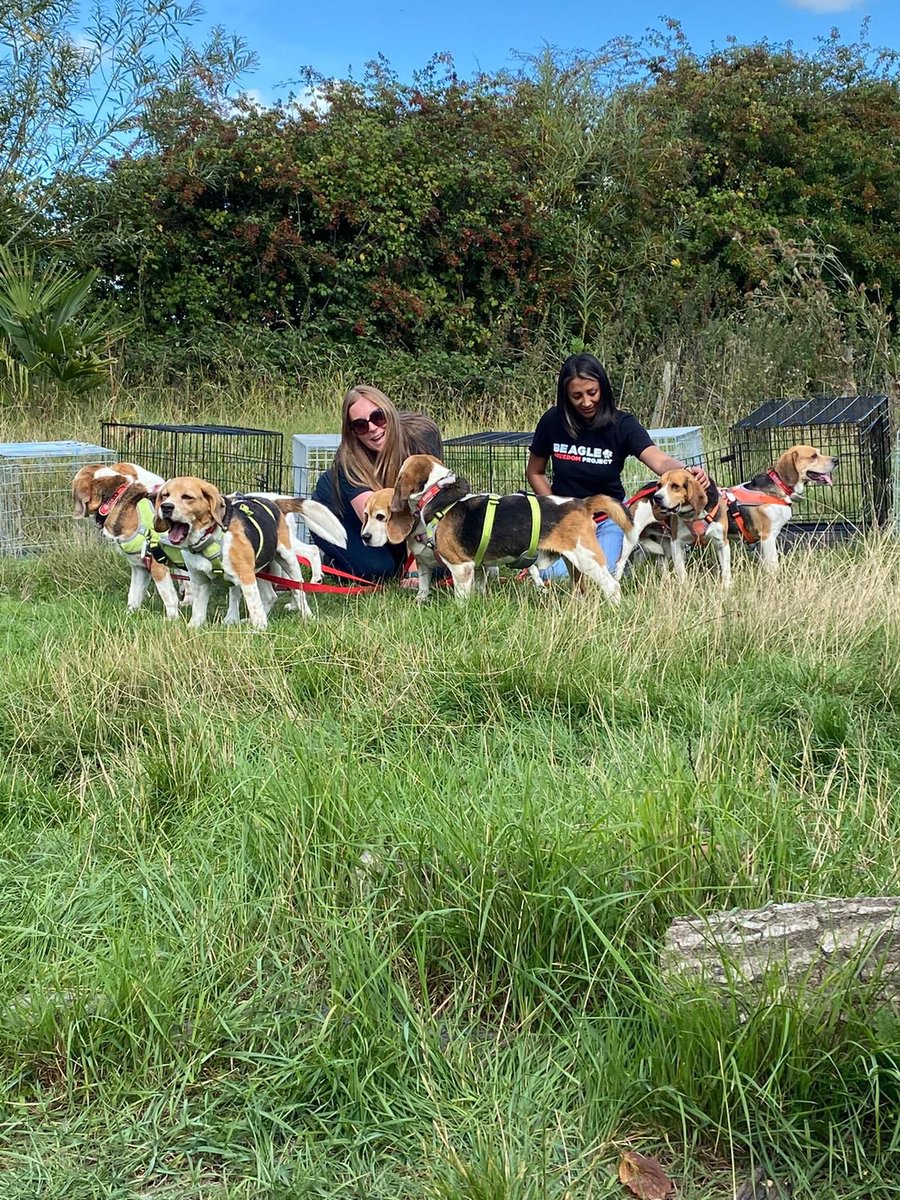#BREAKINGRESCUE! 

Beagle Freedom Project UK has just liberated 7 beagles from a laboratory. Many of these pups are in their senior years, and have spent their whole lives in captivity used as test subjects. These sweet babies are so grateful and excited to be free.

#bfpuk