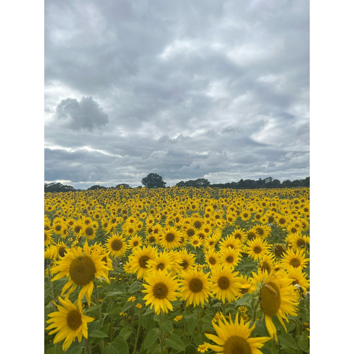 Muneebah_xo7's tweet photo. Day at the sunflower fields 🌻💛🐝 https://t.co/oJtoIWuV9J