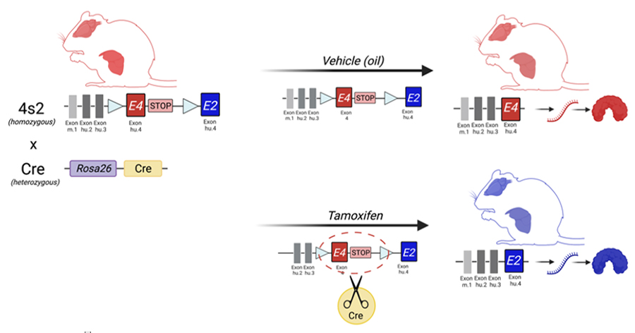 Alzforum tweet media