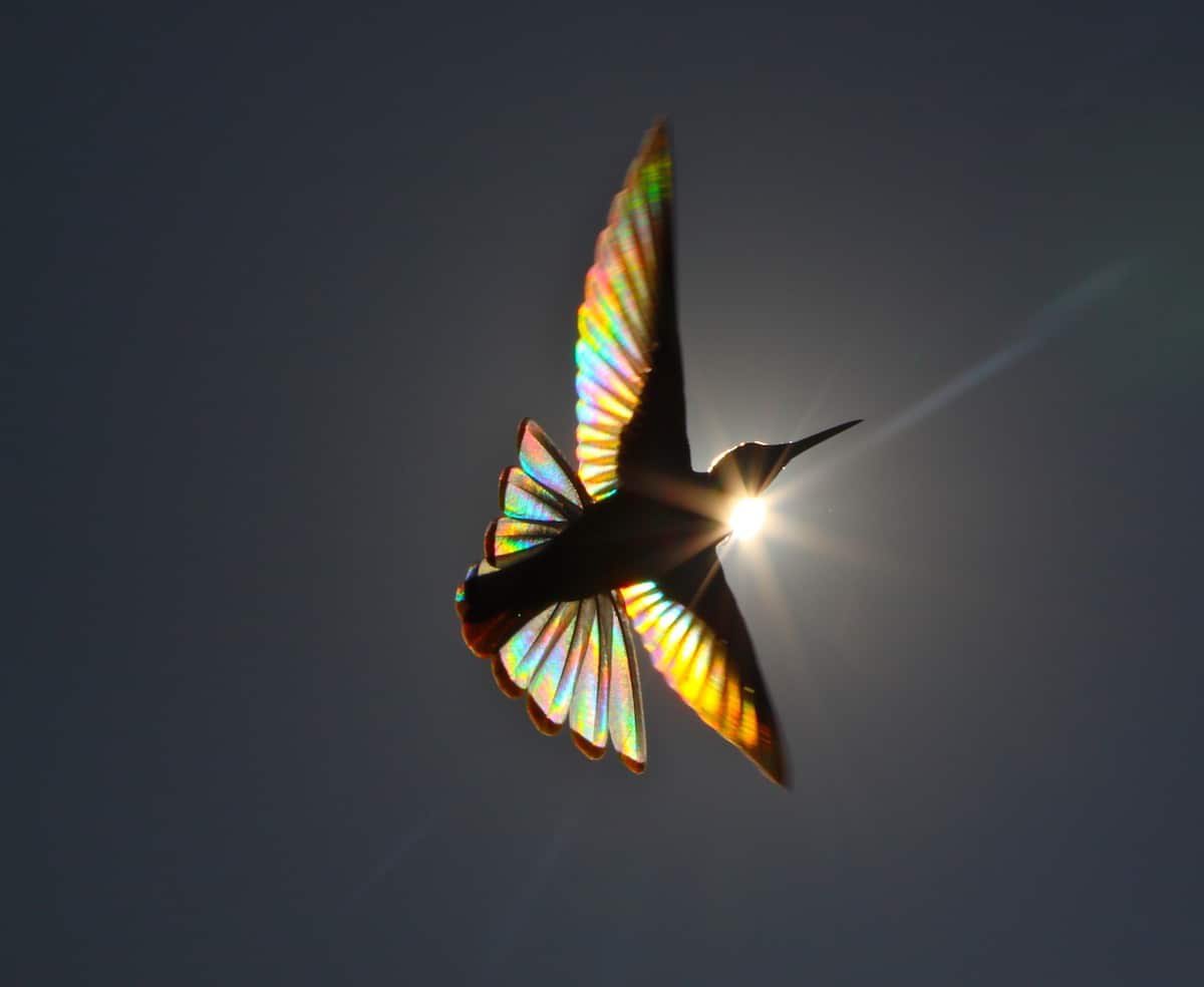 Photography captures #soundvibration of a Black &amp; White Jacobin Hummingbird. The fluttering of wings at such a speed creates a prism. 

These hummingbirds sing high pitched notes above 10 kHz, an alpha frequency that aids to decrease anxiety &amp; increase positivity and relaxation.