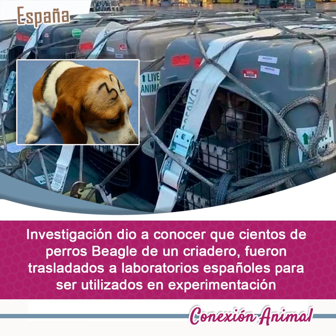 #España Una investigación de The Campbeagle y Anima Denmark, dio a conocer que cientos de perros Beagle reproducidos en criaderos, fueron trasladados a laboratorios españoles para ser utilizados en experimentación🧵