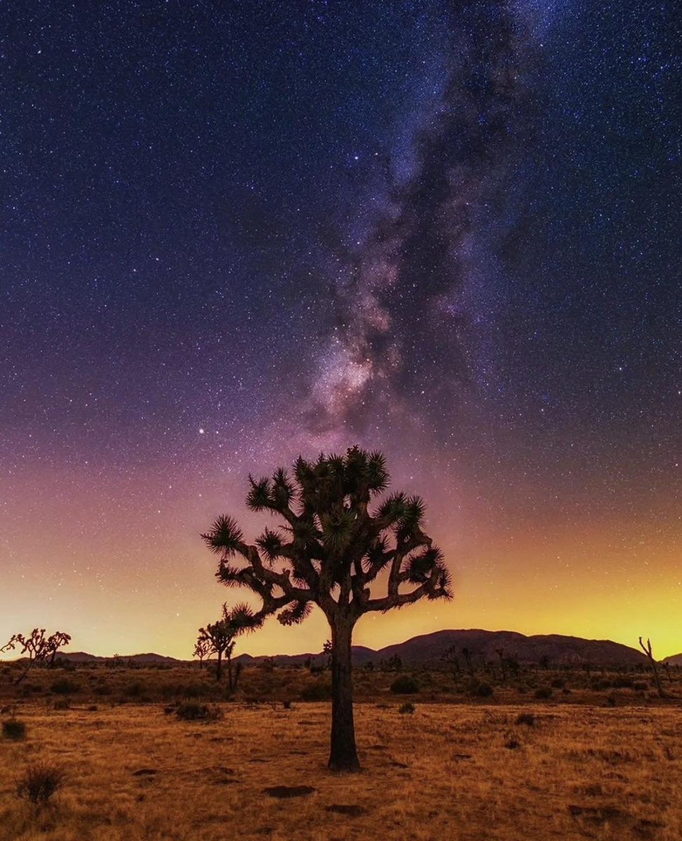 strujillo075's tweet photo. Joshua Tree at night hashtag #jtree https://t.co/BEy9AGbL8s