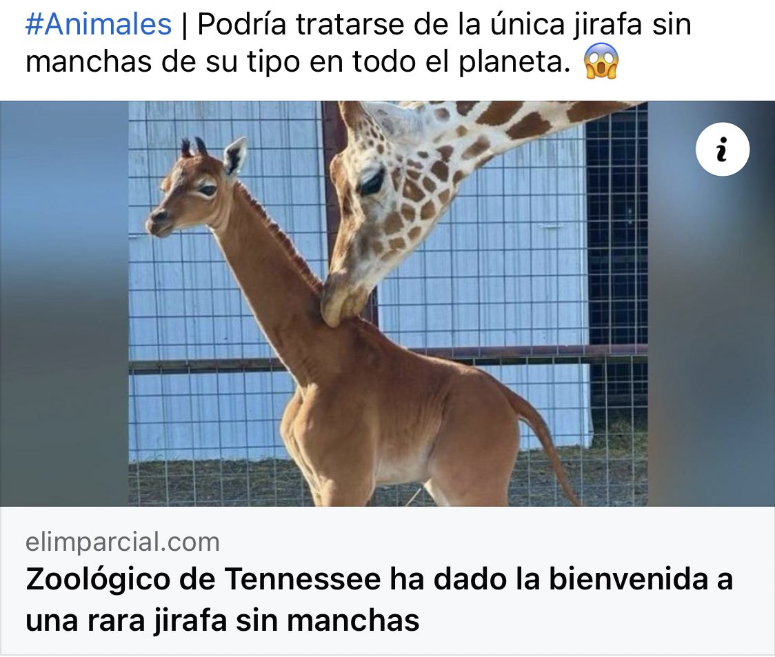 GoArmant's tweet image. Ojalá hagan una película con soundtrack de Phill Collins 🦒 🤠