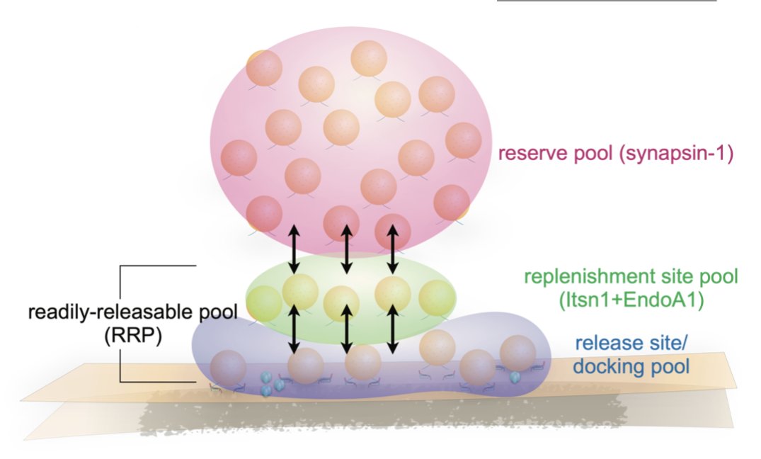 EManiax's tweet photo. Vesicles fuse and release signaling molecules, but how are new vesicles recruited? In this preprint, we show that Itsn1 forms condensates and keeps those vesicles close to release sites for rapid replacement. Congrats to @UnculturedTy and all authors!!

https://t.co/CMeVATKWCs https://t.co/A55jBpdVdw