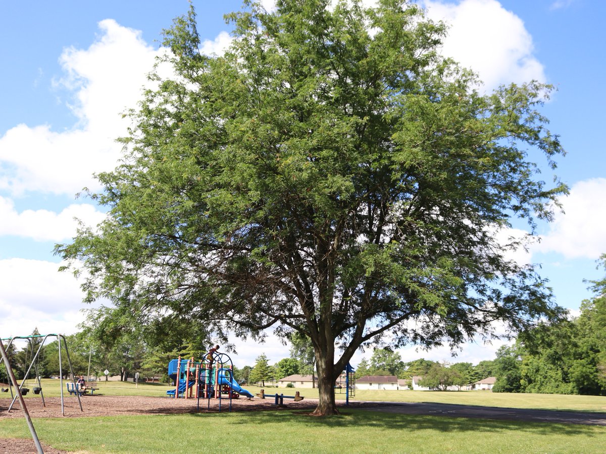 ColsRecParks's tweet photo. We need your input! Did you know Columbus is strengthening its protections for public trees like street trees &amp; park trees that grow on City-owned property? Read the proposed code language &amp; comment on these proposed public tree code changes through 9/22: https://t.co/yJrviYFQL8. https://t.co/IKN5UJp9yB