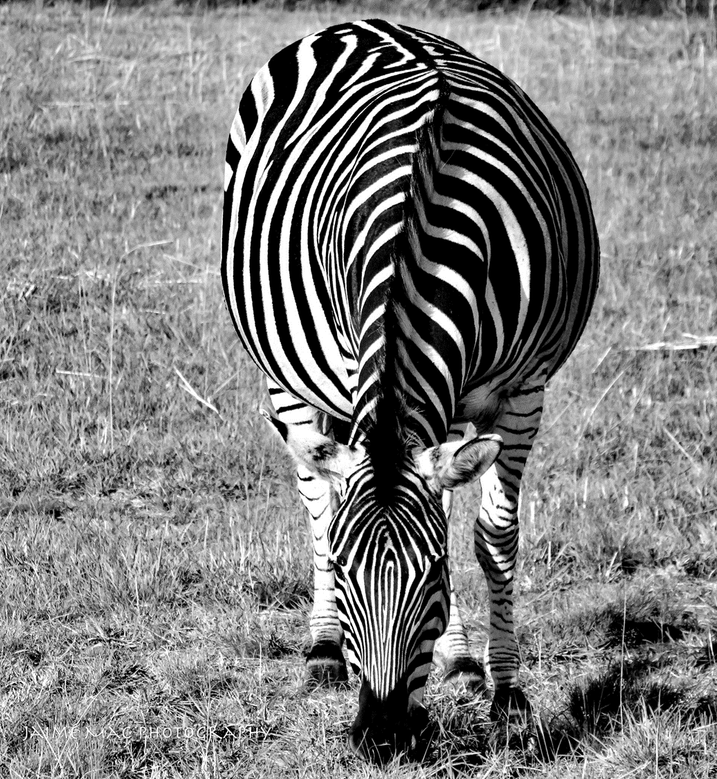J shared some of his wildlife photos that he has been taking.  They even had one with a very famous wildlife cameraman! Do you recognise him?🕺💃 <a href="/forresterhs/">Forrester High</a> <a href="/Forriesart/">Forrester High School Art Dept.</a>  <a href="/HamzaYassin3/">Hamza Yassin</a> #wildlifephotography