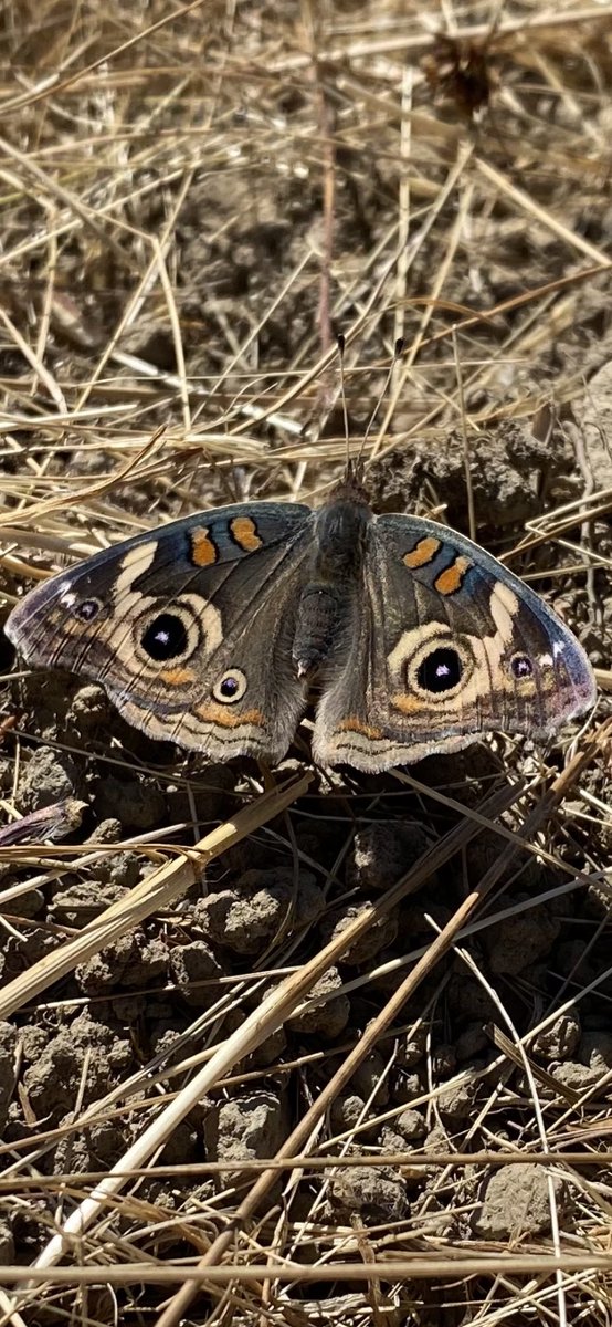 day 2 

Common buckeye- Junonia coenia

abundant one here. I love the way their caterpillars look and the markings they have as butterflies ! 

left picture taken in Davis, Ca by a friend and the right was taken by me at Andrew Molera SP in Big Sur, Ca
