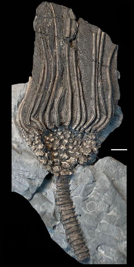 FossilBonanza's tweet photo. A beautiful crinoid, Cactocrinus woosterensis, from the Wooster Shale Member in Ohio.
#CrinoidWeek #Paleontology
https://t.co/useV3z9goY https://t.co/u6ikZL9rFA