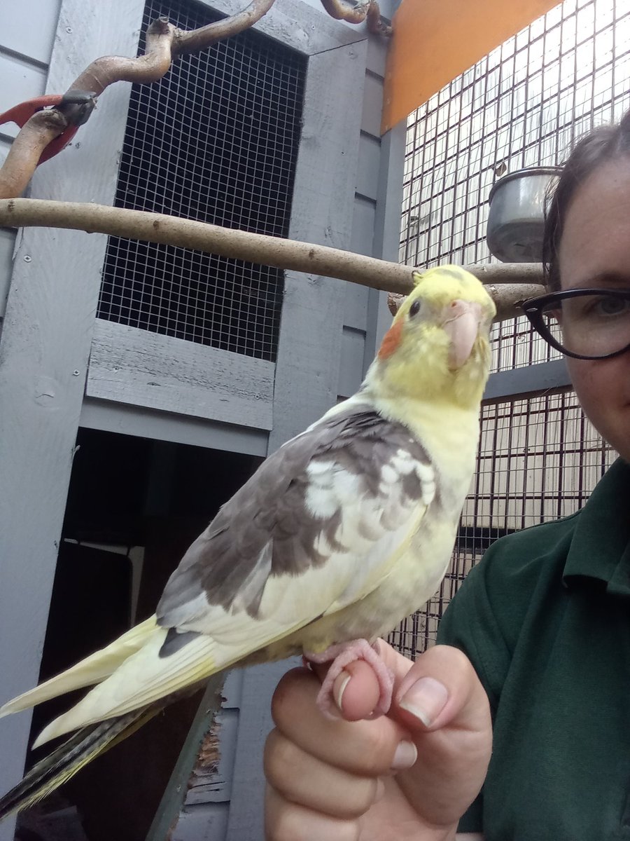 Am pirate. No news on finding Lemon's family. Please share, they are so very sweet that someone must be sad to be parted. #LostBird #LostCockatiel #MissingCockatiel #Chingford #Essex #London #MissingBird #Cockatiel