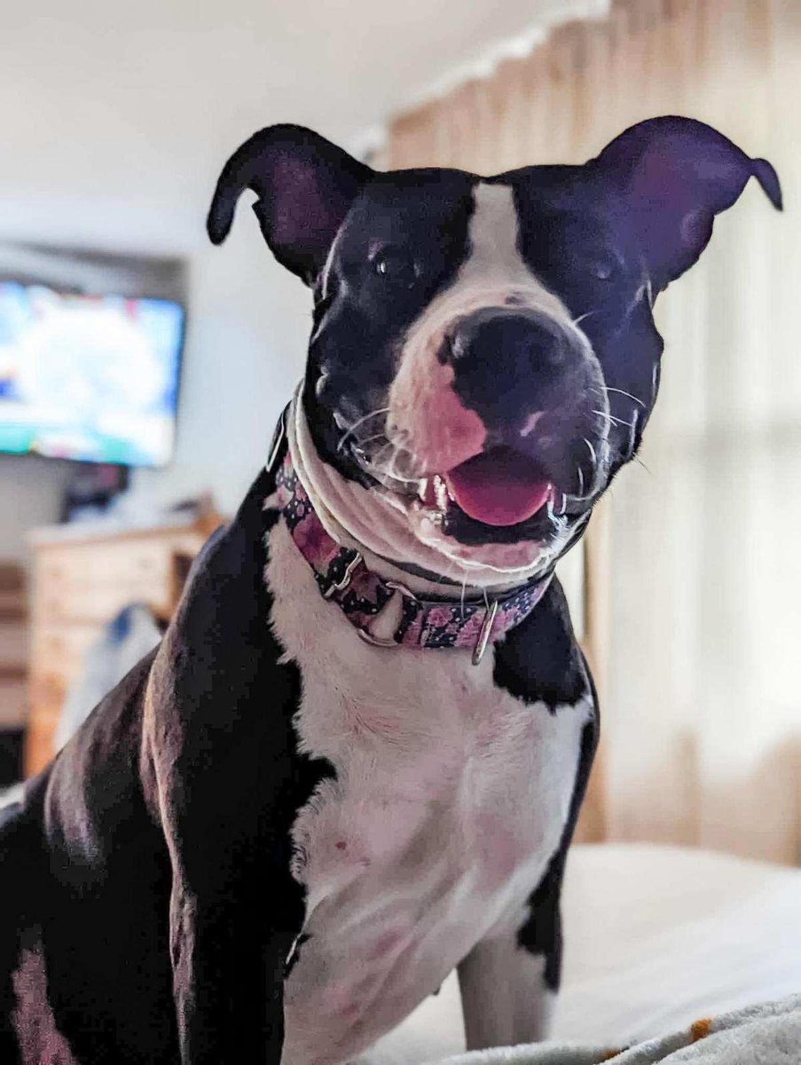 CnyTuesdays's tweet photo. Meet Calla! 🐾

Calla is a two-year-old pup currently under the care of Recycle-a-Bull Bully Breed Rescue, this week's recipient. Calla is an absolute sweetie who loves peanut butter, playing with kids, and, like any other fabulous lady, enjoys a good spa day. She's docile, do... https://t.co/MRGK6rXmF2