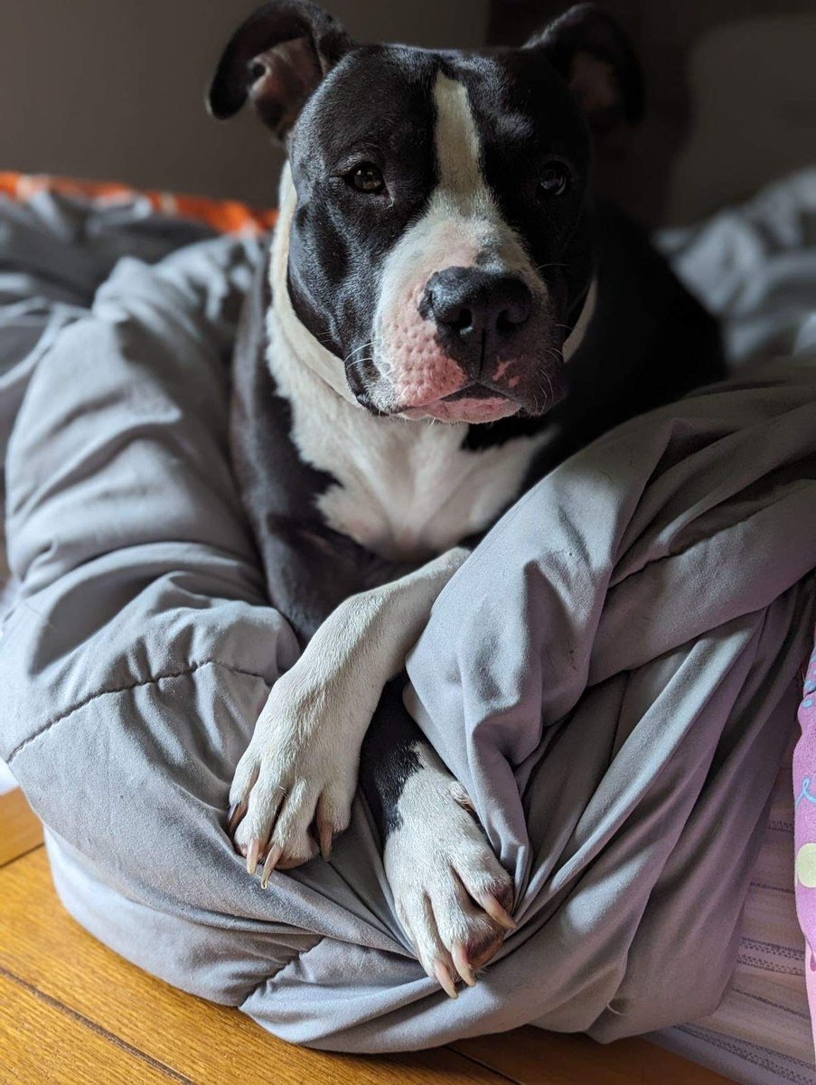 Meet Calla! 🐾

Calla is a two-year-old pup currently under the care of Recycle-a-Bull Bully Breed Rescue, this week's recipient. Calla is an absolute sweetie who loves peanut butter, playing with kids, and, like any other fabulous lady, enjoys a good spa day. She's docile, do...