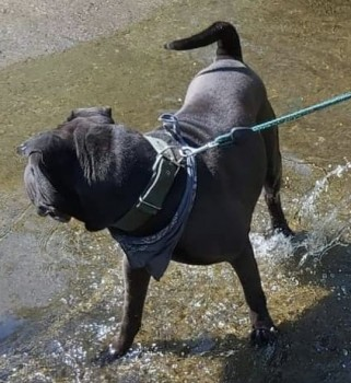 millypod1's tweet photo. 🆘21 AUG 2023 #Lost BUSTER
Dark Grey/ Black Shar Pei Male
He’ll have a greenish dull collar on.
Holts Estates Valley,  Holts Village #Oldham #Lancashire #OL4 
https://t.co/PYHe7I7EwZ https://t.co/DIBcccyNIX