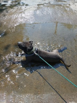 millypod1's tweet photo. 🆘21 AUG 2023 #Lost BUSTER
Dark Grey/ Black Shar Pei Male
He’ll have a greenish dull collar on.
Holts Estates Valley,  Holts Village #Oldham #Lancashire #OL4 
https://t.co/PYHe7I7EwZ https://t.co/DIBcccyNIX