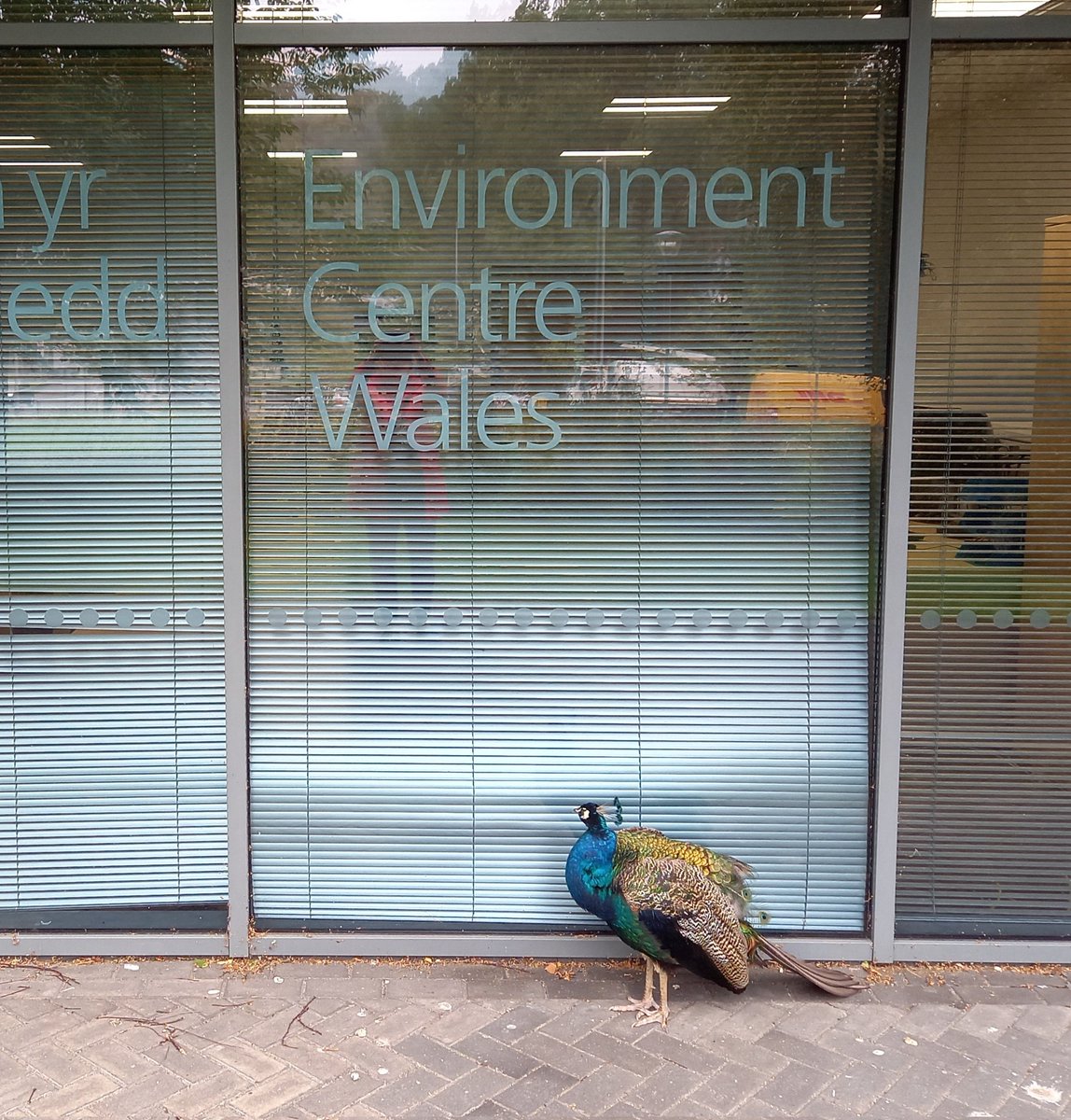 BangorBioZoo's tweet photo. The natural place to study for @BangorPeacocks @BangorUni https://t.co/miv2aHVKbR