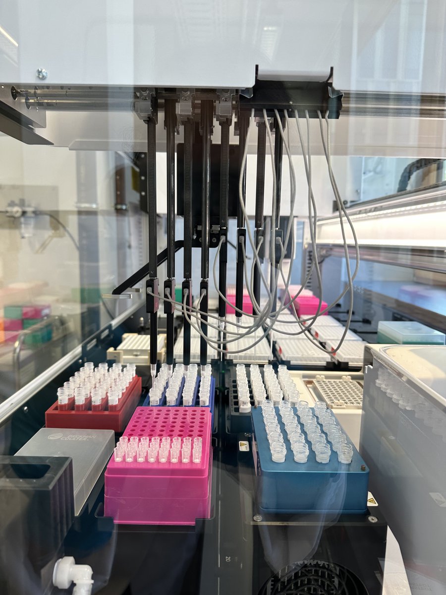 ProjectEmysR's tweet photo. Pivotal day for Master student Melina Werner @Melina101525 testing a new sampling method for #biodiversity #assessment in #freshwater based on #genetic #PCR #Metabarcoding with 2000 (!!!) samples, #pipetting #robot and best supervision by @Damian13508912 @KTheissinger @LOEWE_TBG https://t.co/Q8ztQ5mpYG