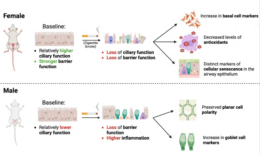 APSPublications's tweet photo. A new study from @HopkinsMedicine @JohnsHopkinsSPH underscores the importance of considering sex-specific differences in the #AirwayEpithelium in #RespiratoryDiseases such as COPD (@bghosh226 @sidhayelab et al.)

https://t.co/4kwJ0KRBfn

#SexDifferences https://t.co/yaN6U9I0QR