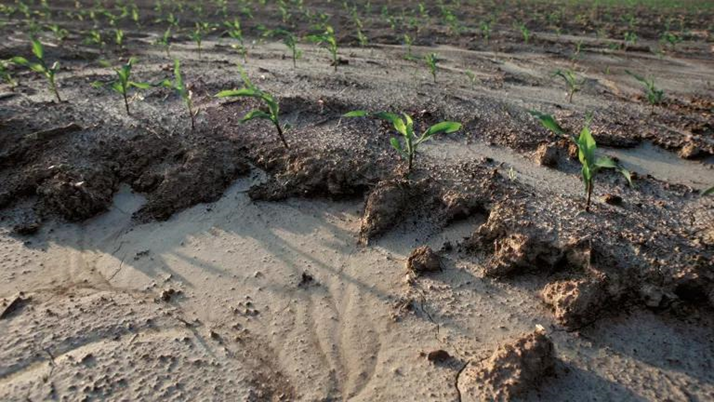 #Soildegradation worsens with #climatechange, affecting crop yields. Implementing #soilconservation methods helps #small-scale farmers #adapt and thrive.
@FAO @PACJA1 @UNFCCC @IPCC_CH @GCAdaptation