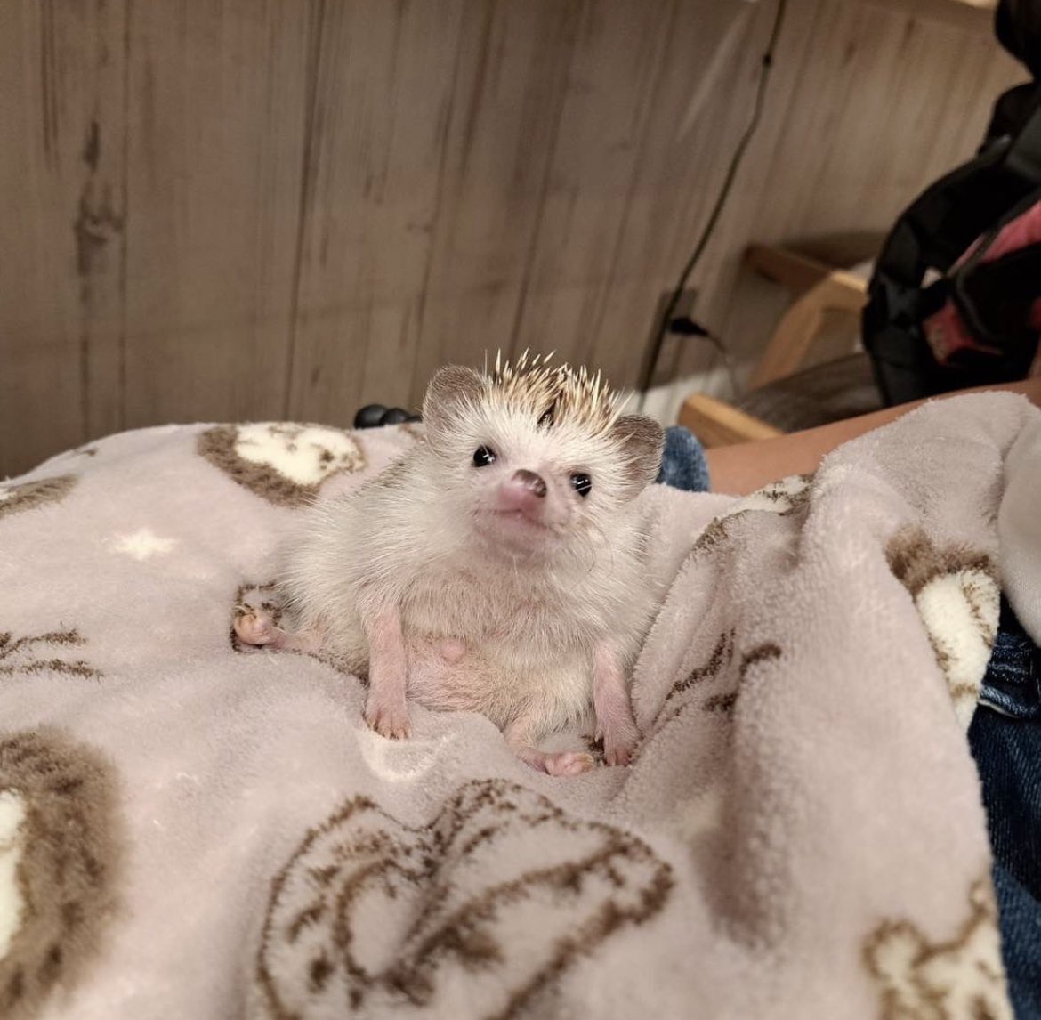 daily__hedgehog's tweet photo. Wednesday 23rd August, 2023 https://t.co/UBES4wgdPT