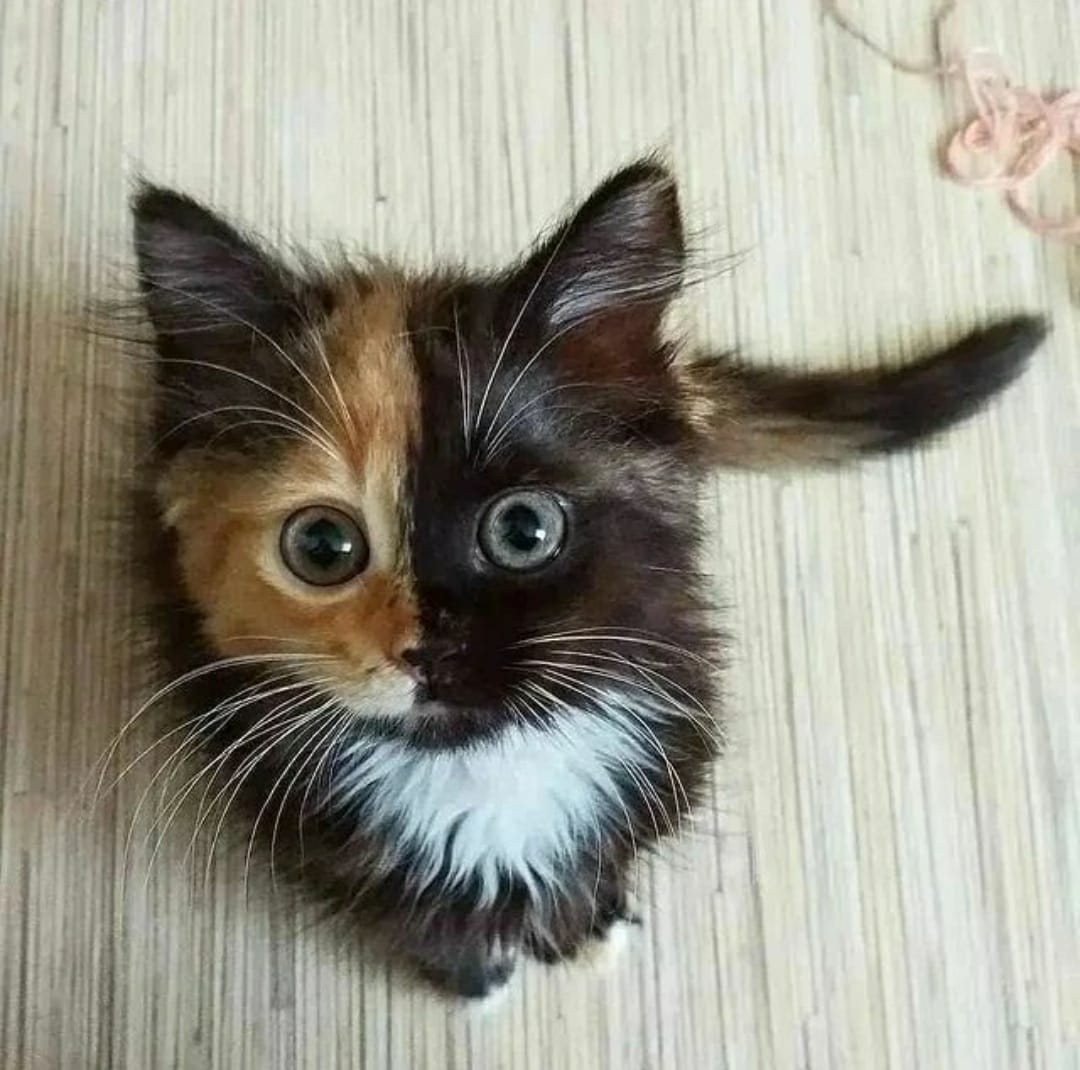 cats with powerful impression 🐾 tweet media