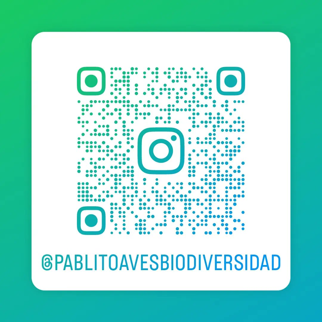 Sigue mi página de fotografía de #aves y #biodiversidad

En Instagram: @pablitoavesbiodiversidad

#MiercolesDeGanarSeguidores

#avesdecolombia
#birds
#birding
#birdinphotography
#avistamientoaves #birdingcolombia
#avescolombia
#ornitologia
#faunacolombiana #fauna #fotografiaaves